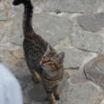 EM9_kattarsystem